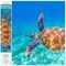 Diamond Dotz Graceful Swimmer Turtle Diamond Painting Kits for Adults - Diamond Art Kits a Relaxing Creative Craft Kit with Dotz Gems 14.6"x20.5"